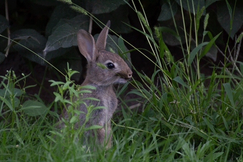Nachwuchs Kaninchen
