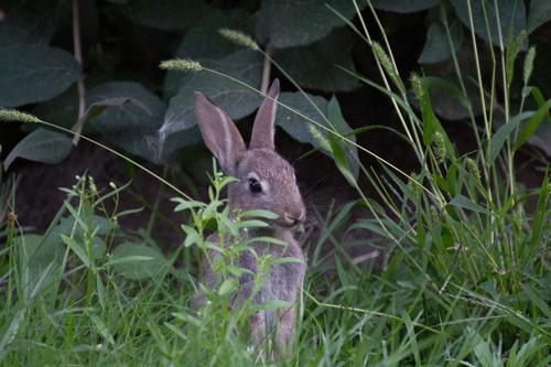 Nachwuchs Kaninchen